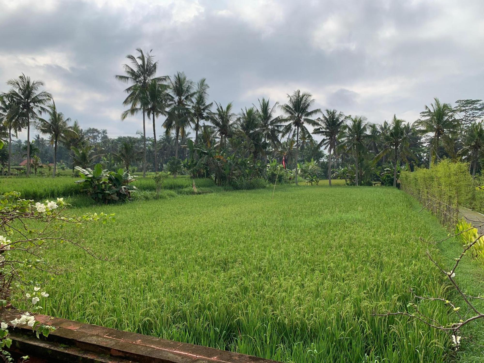 Adi Laxmi Villa Ubud Eksteriør billede