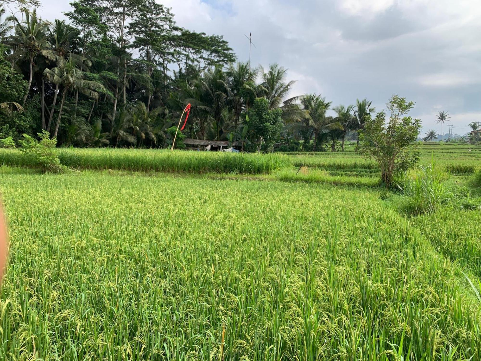 Adi Laxmi Villa Ubud Eksteriør billede
