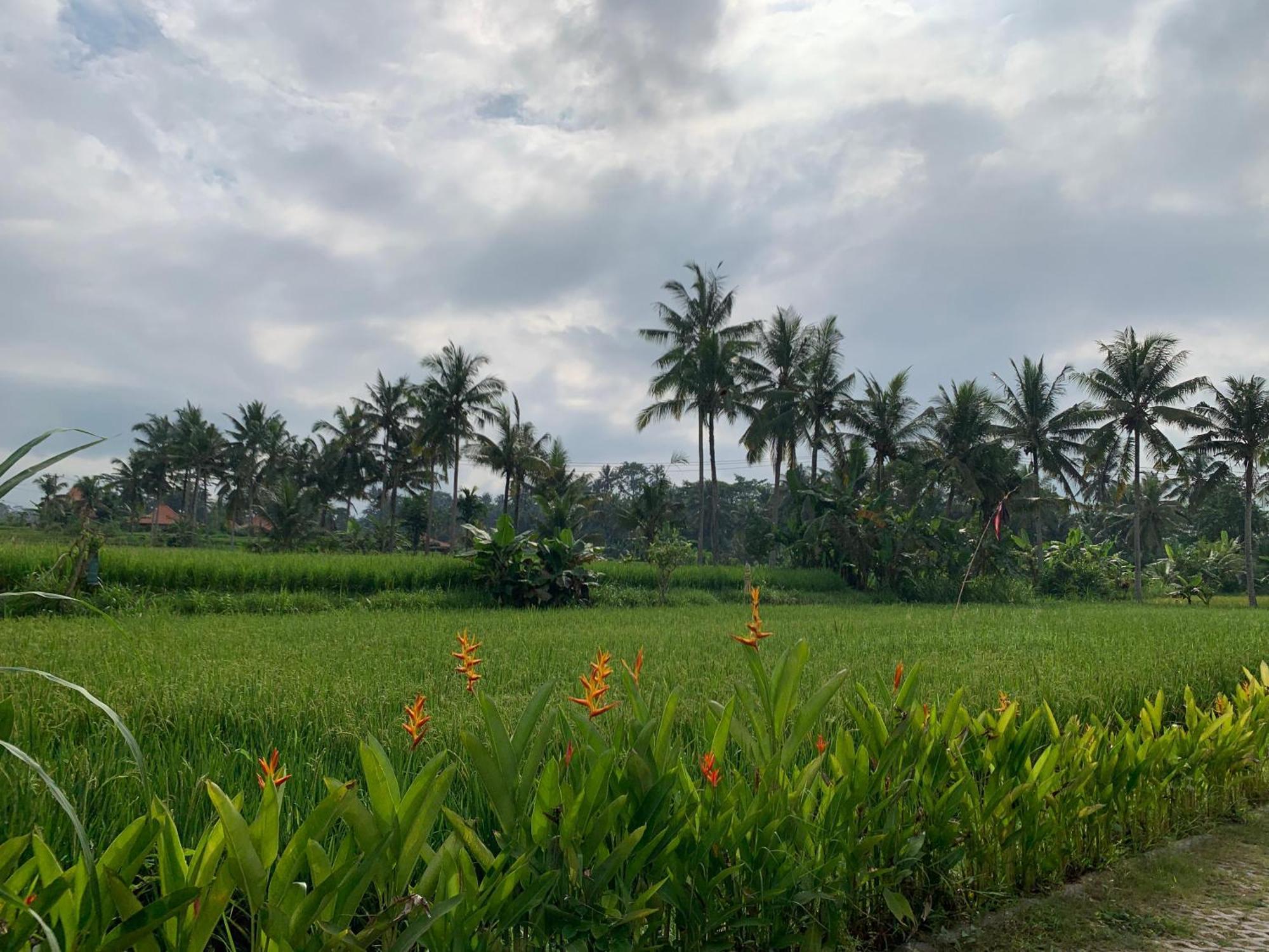 Adi Laxmi Villa Ubud Eksteriør billede